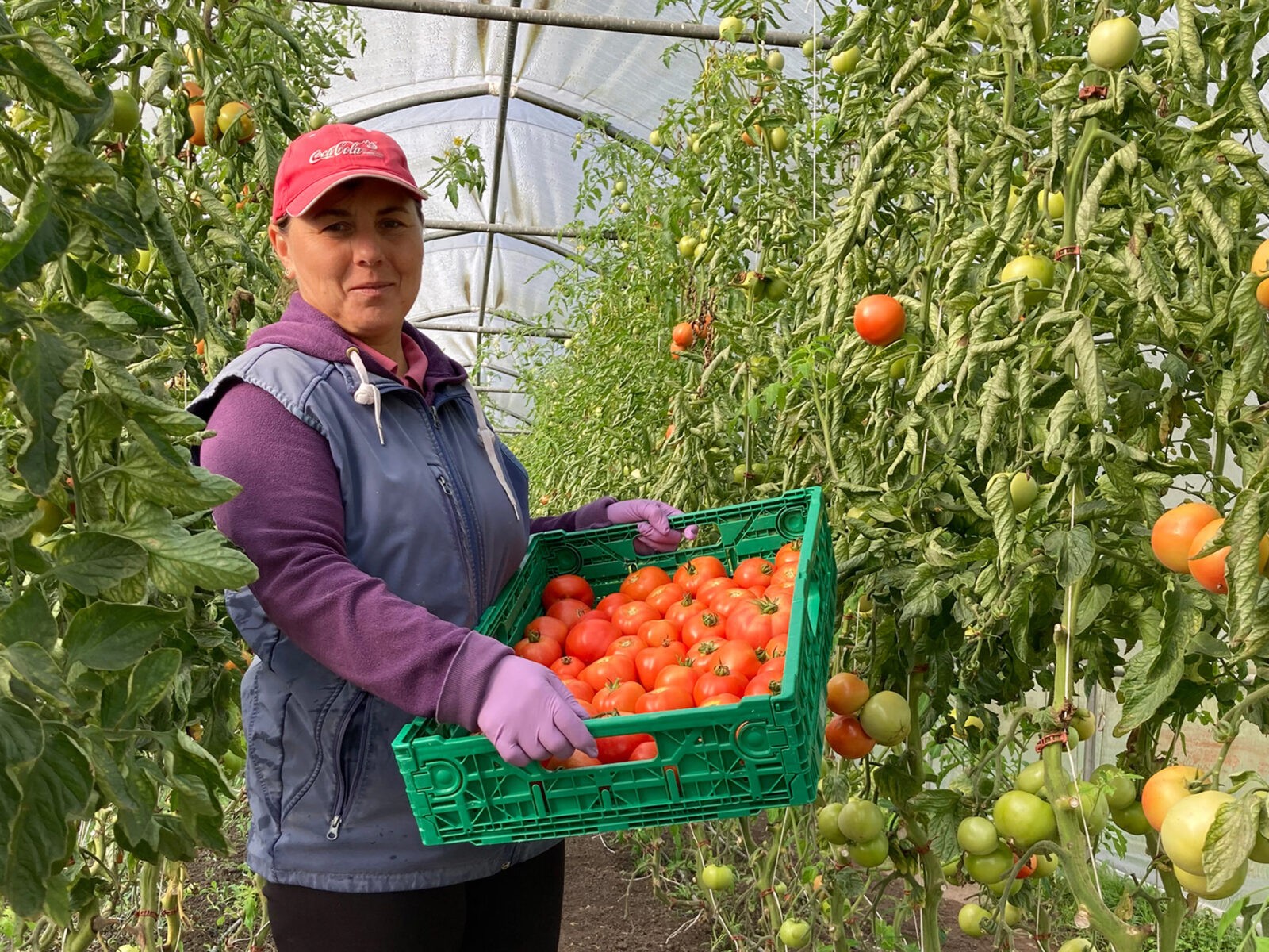 Frau hält Tomaten